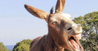 Mosciano Sant’Angelo - Asino morde il padrone e lo manda al pronto soccorso